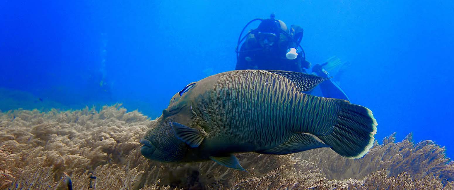 1 sters Open Water Diver
